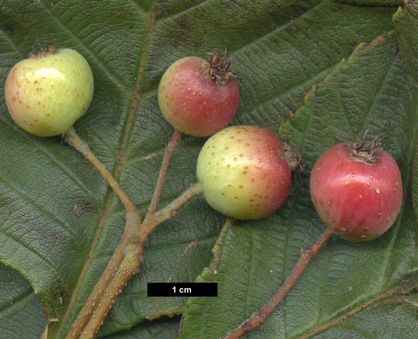 High resolution image: Family: Rosaceae - Genus: Sorbus - Taxon: aff. atrosanguinea